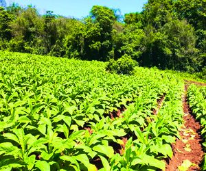 Tabaco Orgânico ou Natural, qual é a diferença?