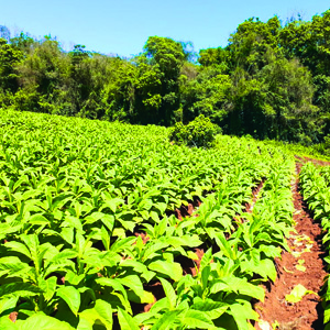 Tabaco Orgânico ou Tabaco Natural.jpeg