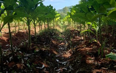 Do plantio à colheita, cada etapa recebe nossa atenção integral.