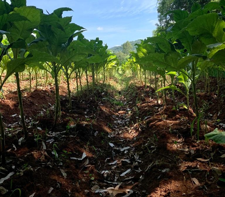 Do plantio à colheita, cada etapa recebe nossa atenção integral.