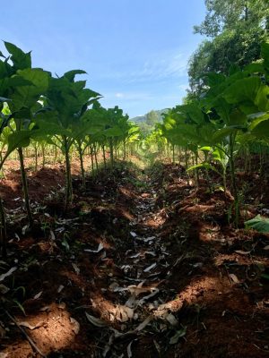 WhatsApp Image 2021-02-02 at 14.59.18